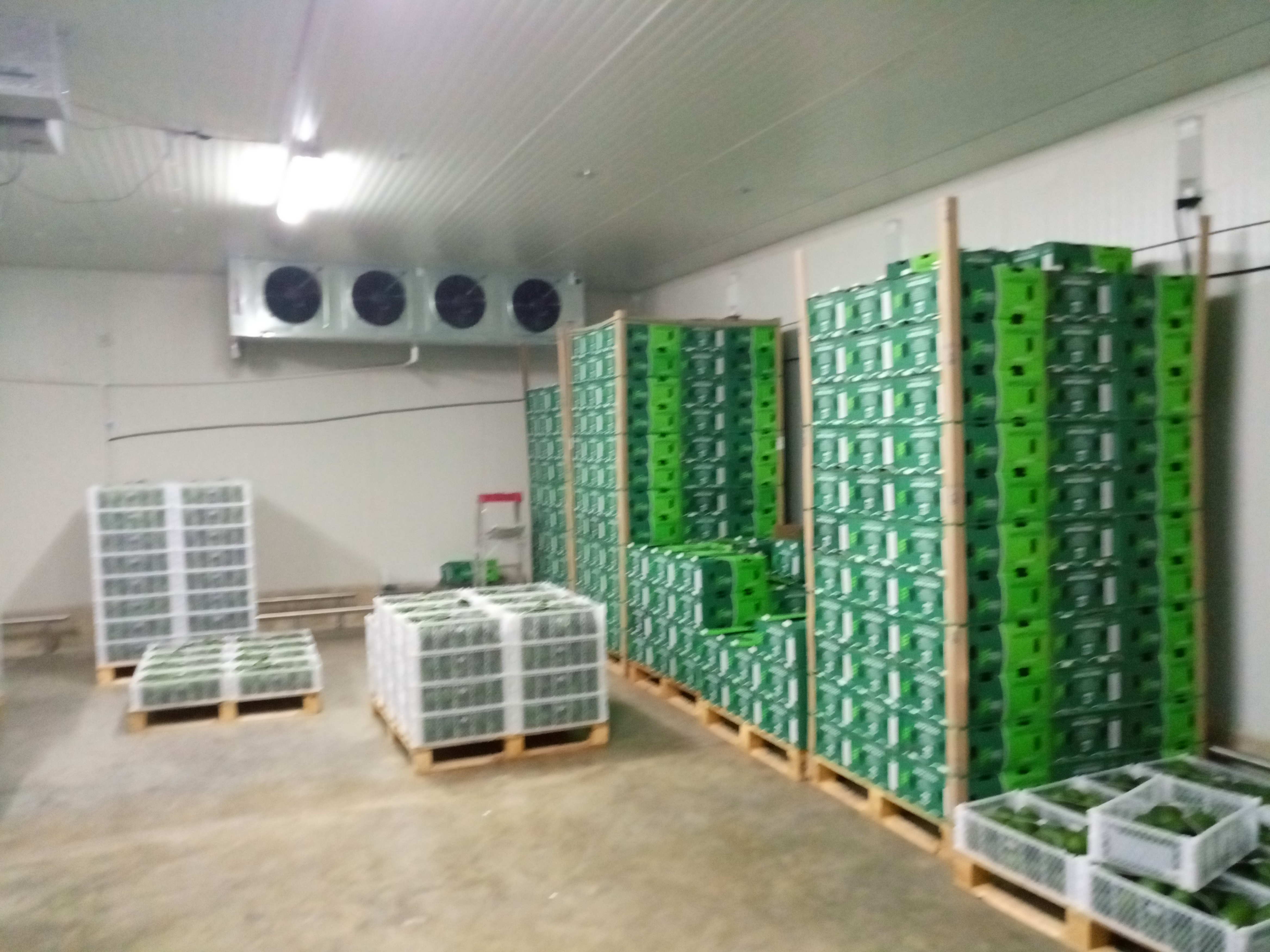 Fruta fresca Dorado División